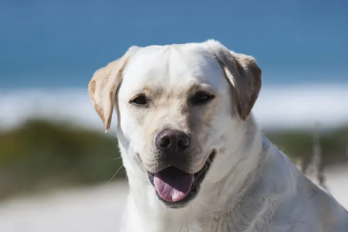 Framed Print : Portrait of a yellow labrador (PR) Framed Print : Portrait of a yellow labrador (PR)