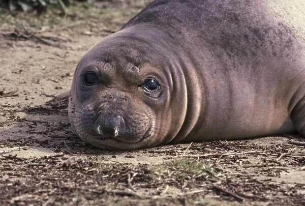 Portrait of a young elephant seal on California beach, USA
