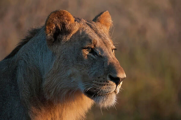Portrait of a young lion, Panthera leo