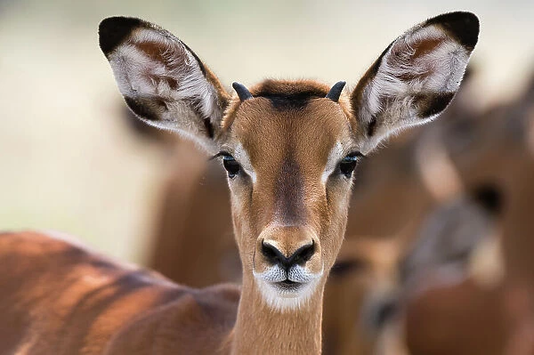 Portrait of a young male Impala, Aepyceros melampus. Lake Nakuru National Park, Kenya, Africa