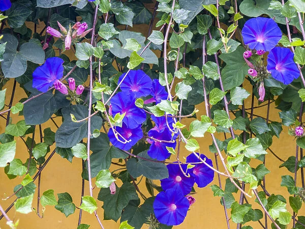 Portugal, Aveiro. Blue Morning Glory, Ipomoea indica, growing wild in the historic