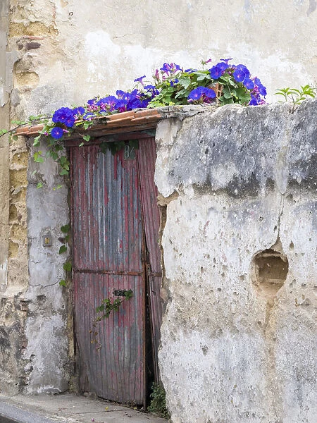 Portugal, Aveiro. Old red metal door with bright blue and pink morning glory flower vine