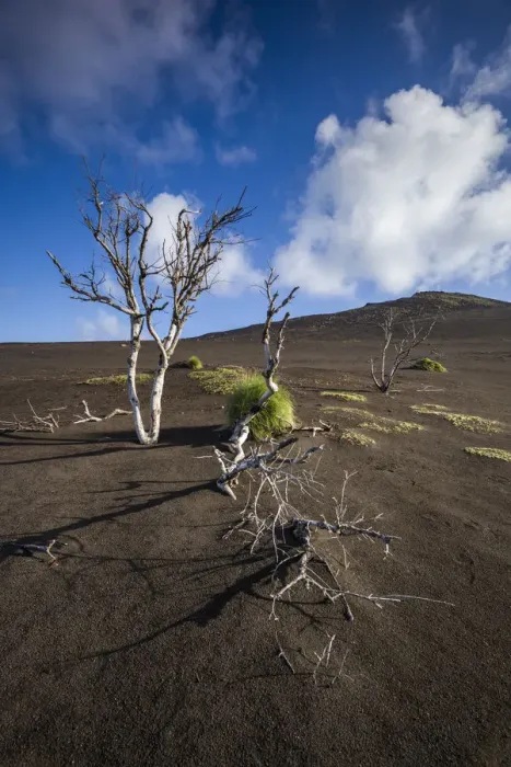 Framed Print : Portugal, Azores, Faial Island. Capelinhos volcanic eruption site and remaining trees Framed Print : Portugal, Azores, Faial Island. Capelinhos volcanic eruption site and remaining trees