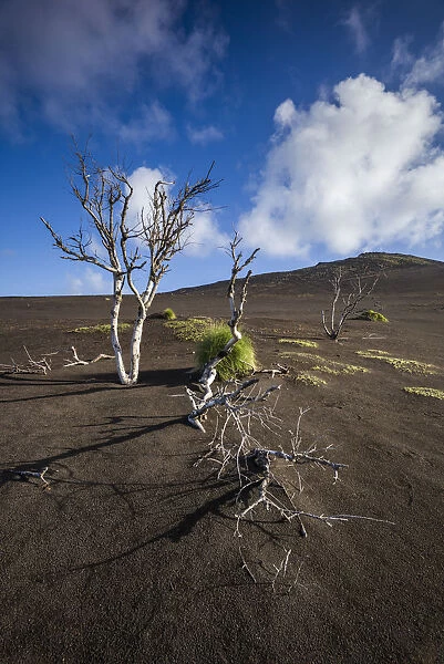 Portugal, Azores, Faial Island. Capelinhos volcanic eruption site and remaining trees
