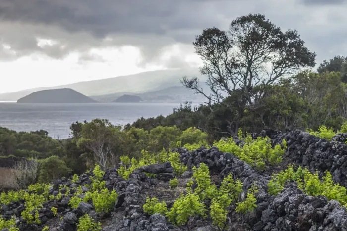 Framed Print : Portugal, Azores, Pico Island, Canto. Volcanic rock vineyards Framed Print : Portugal, Azores, Pico Island, Canto. Volcanic rock vineyards