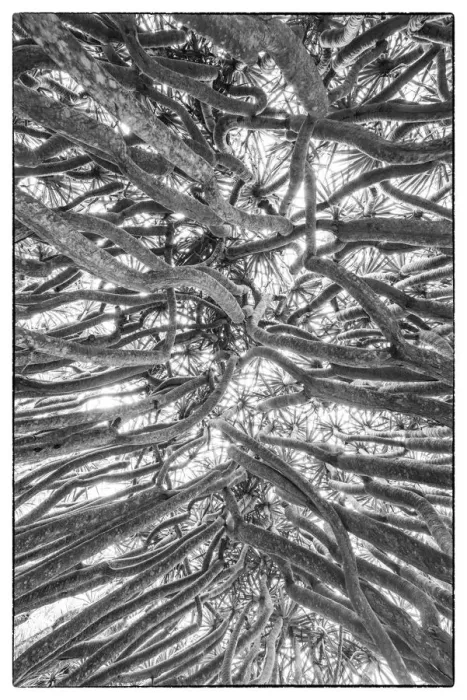 Framed Print : Portugal, Azores, Pico Island, Madalena. Dragon tree Framed Print : Portugal, Azores, Pico Island, Madalena. Dragon tree