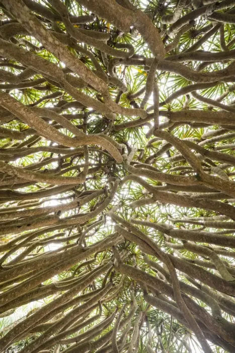Framed Print : Portugal, Azores, Pico Island, Madalena. Dragon tree Framed Print : Portugal, Azores, Pico Island, Madalena. Dragon tree