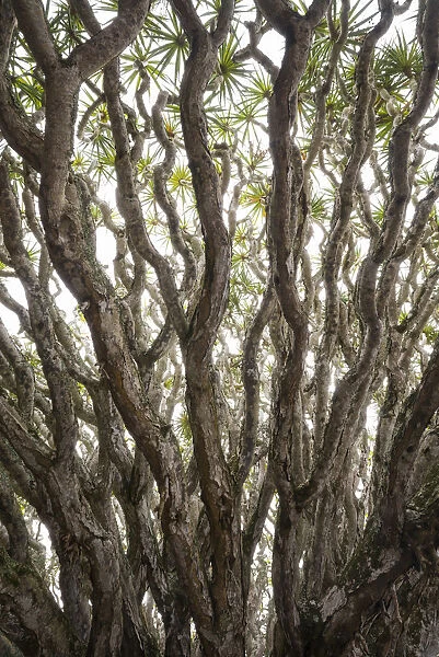 Portugal, Azores, Pico Island, Madalena. Dragon tree