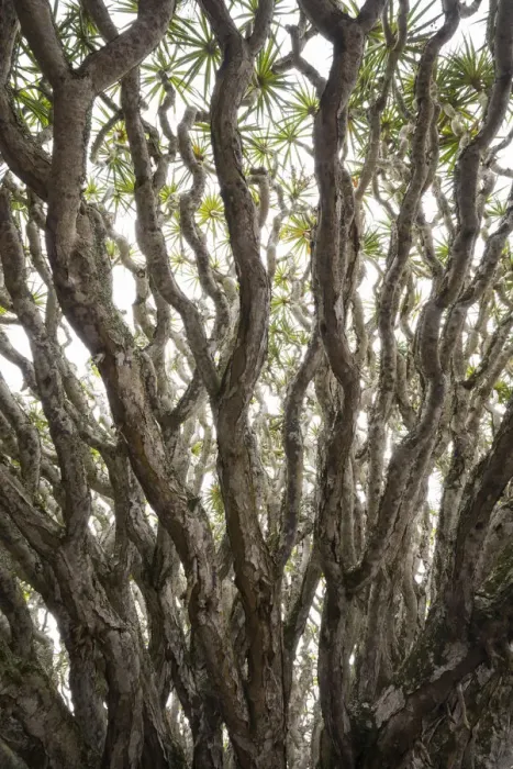 Framed Print : Portugal, Azores, Pico Island, Madalena. Dragon tree
