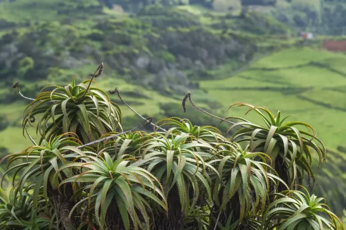 Framed Print : Portugal, Azores, Santa Maria Island, Norte. Aloe plants Framed Print : Portugal, Azores, Santa Maria Island, Norte. Aloe plants