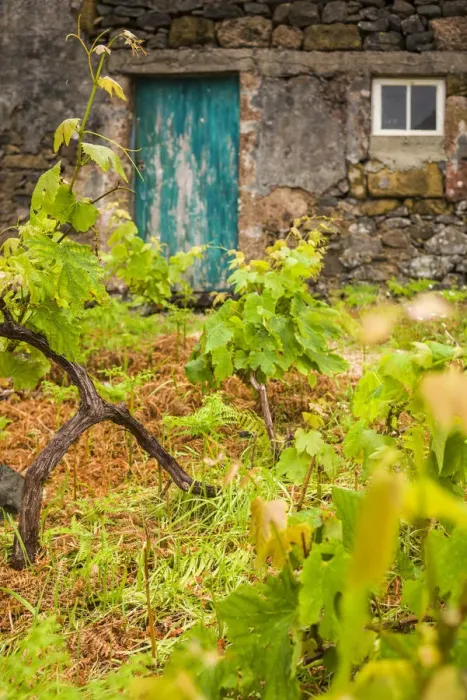 Framed Print : Portugal, Azores, Santa Maria Island, Maia. Houses and volcanic rock vineyards Framed Print : Portugal, Azores, Santa Maria Island, Maia. Houses and volcanic rock vineyards