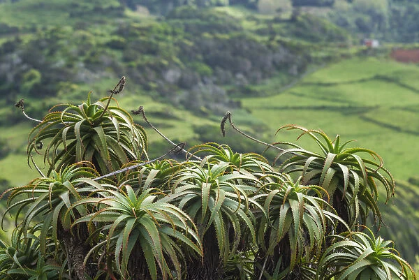 Portugal, Azores, Santa Maria Island, Norte. Aloe plants