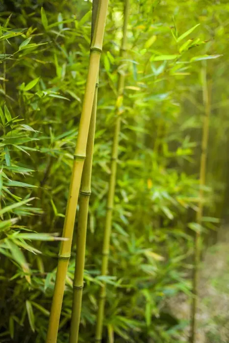 Framed Print : Portugal, Azores, Sao Miguel Island, Furnas. Terra Nostra Garden, bamboo forest Framed Print : Portugal, Azores, Sao Miguel Island, Furnas. Terra Nostra Garden, bamboo forest