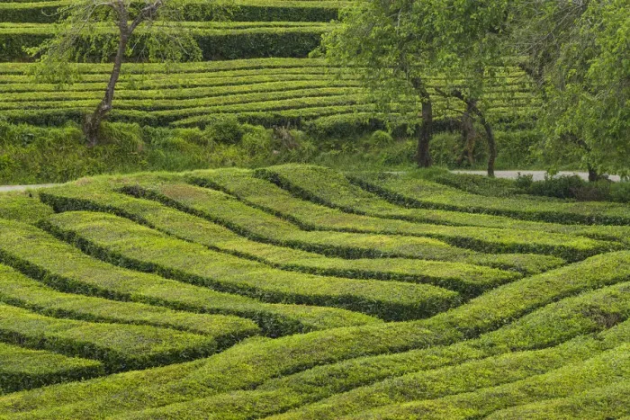Framed Print : Portugal, Azores, Sao Miguel Island. Gorreana Tea Plantation, one of the last tea Framed Print : Portugal, Azores, Sao Miguel Island. Gorreana Tea Plantation, one of the last tea