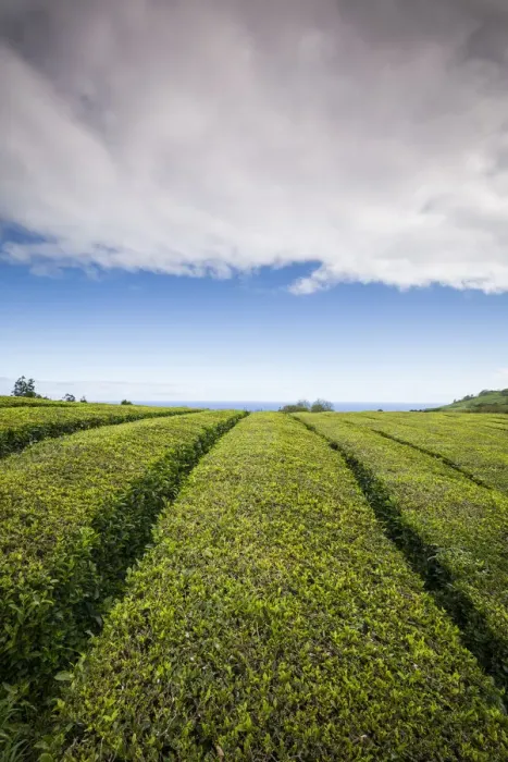 Framed Print : Portugal, Azores, Sao Miguel Island. Gorreana Tea Plantation, one of the last tea Framed Print : Portugal, Azores, Sao Miguel Island. Gorreana Tea Plantation, one of the last tea