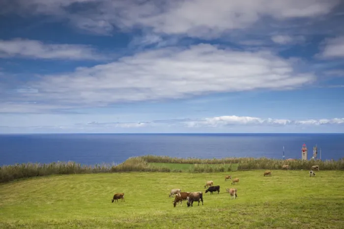 Framed Print : Portugal, Azores, Sao Miguel Island, Cintrao. Ponta de Cintrao, cattle and lighthouse Framed Print : Portugal, Azores, Sao Miguel Island, Cintrao. Ponta de Cintrao, cattle and lighthouse