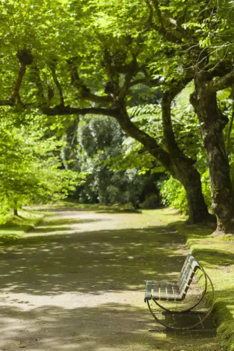 Framed Print : Portugal, Azores, Sao Miguel Island, Furnas. Terra Nostra Garden, park bench