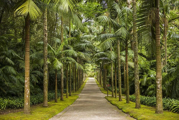 Portugal, Azores, Sao Miguel Island, Furnas. Terra Nostra Garden, tree-lined path