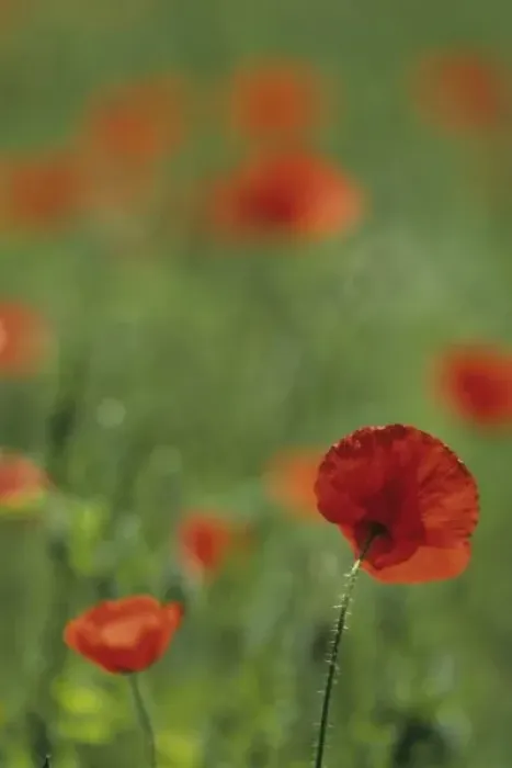 Framed Print : Portugal, Barcelos. Red poppies in meadow Framed Print : Portugal, Barcelos. Red poppies in meadow