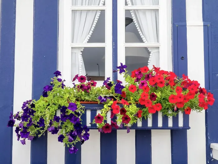 Framed Print : Portugal, Costa Nova. Colorful petunia flowers in a flower box of a traditional candy-striped painted beach house Framed Print : Portugal, Costa Nova. Colorful petunia flowers in a flower box of a traditional candy-striped painted beach house