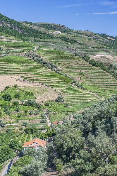 Portugal, Douro Valley, Hillside Vineyards