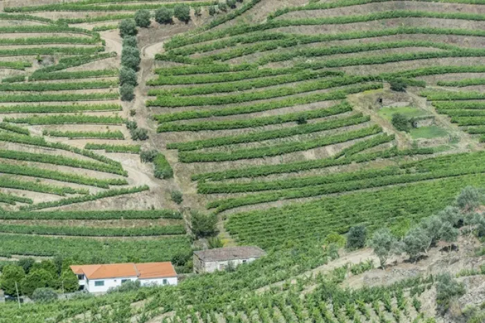 Framed Print : Portugal, Douro Valley, Hillside Vineyards Framed Print : Portugal, Douro Valley, Hillside Vineyards