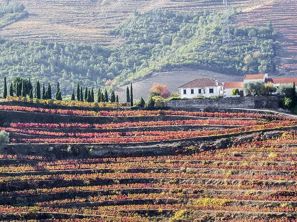 Portugal, Douro Valley. A home above the vineyards in autumn on terraced hillsides