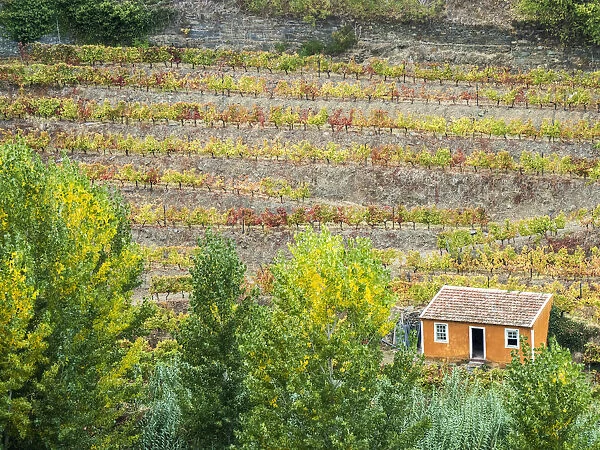 Portugal, Douro Valley. Small orange dwelling in the vineyards of the Douro Valley in autumn