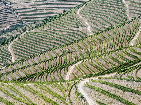 Portugal, Douro Valley. Terraced vineyards lining the hills