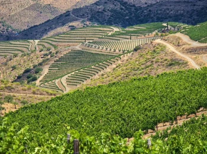 Framed Print : Portugal, Douro Valley. Terraced vineyards lining the hills Framed Print : Portugal, Douro Valley. Terraced vineyards lining the hills