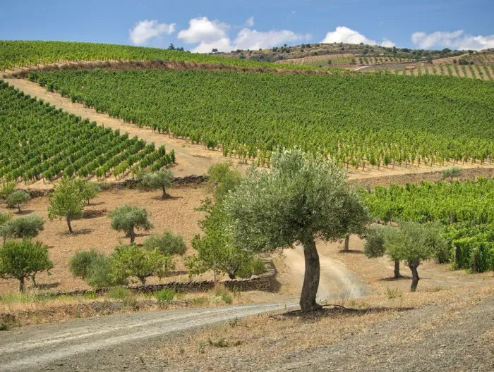 Framed Print : Portugal, Douro Valley. Terraced vineyards lining the hills