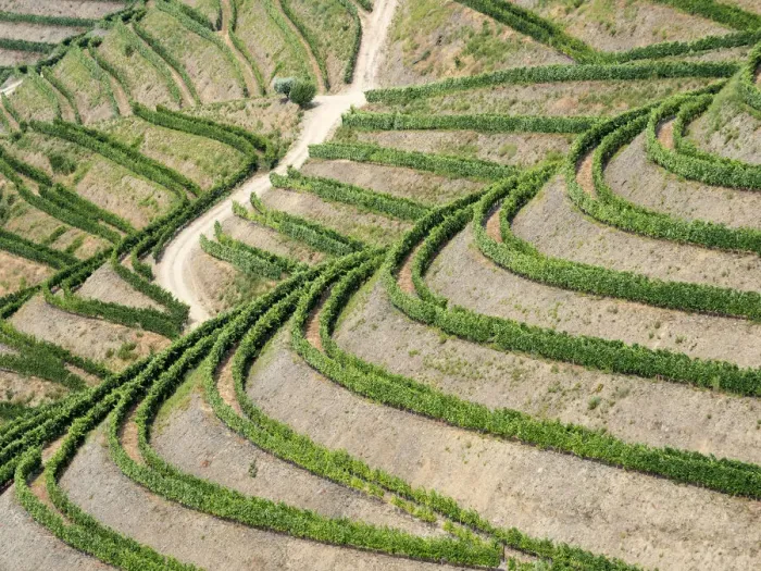 Framed Print : Portugal, Douro Valley. Terraced vineyards lining the hills