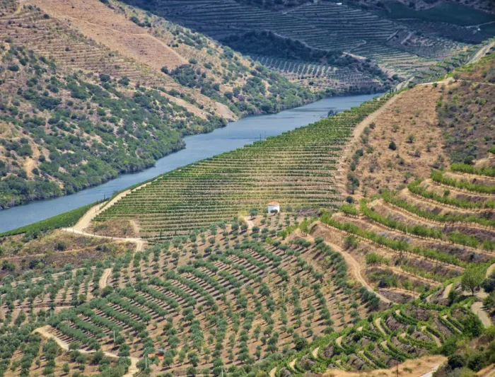 Framed Print : Portugal, Douro Valley. View of Douro River and vineyards Framed Print : Portugal, Douro Valley. View of Douro River and vineyards