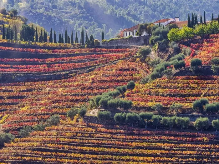 Framed Print : Portugal, Douro Valley. Vineyards in autumn, terraced on hillsides above the Douro River Framed Print : Portugal, Douro Valley. Vineyards in autumn, terraced on hillsides above the Douro River