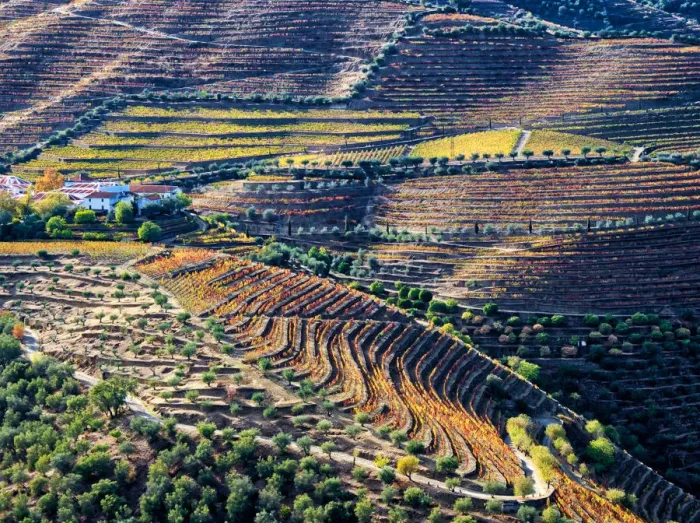 Framed Print : Portugal, Douro Valley. Vineyards in autumn, terraced on hillsides above the Douro River