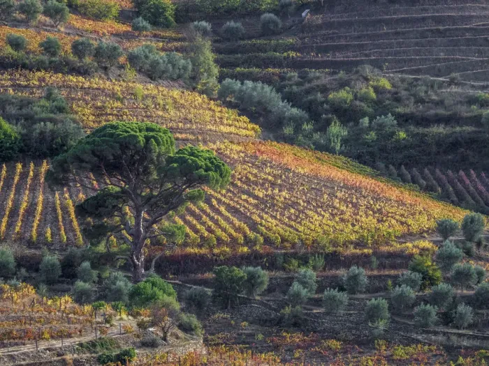 Framed Print : Portugal, Douro Valley. Vineyards in autumn, terraced on hillsides above the Douro River Framed Print : Portugal, Douro Valley. Vineyards in autumn, terraced on hillsides above the Douro River