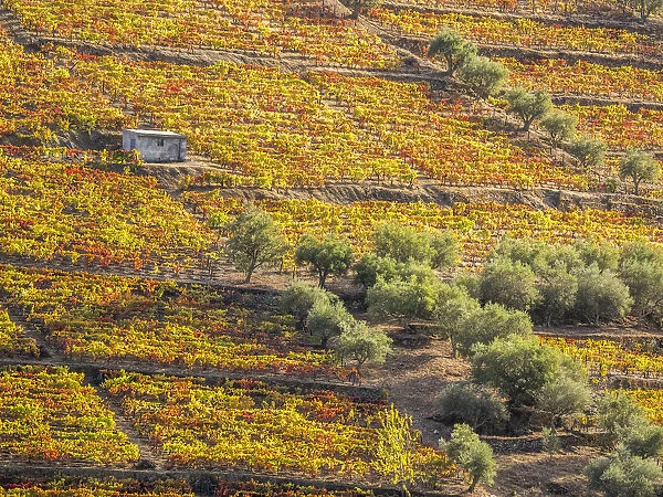 Portugal, Douro Valley. Vineyards in autumn, terraced on hillsides above the Douro River