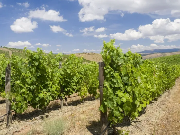 Framed Print : Portugal, Douro Valley. Vineyards lining the hills