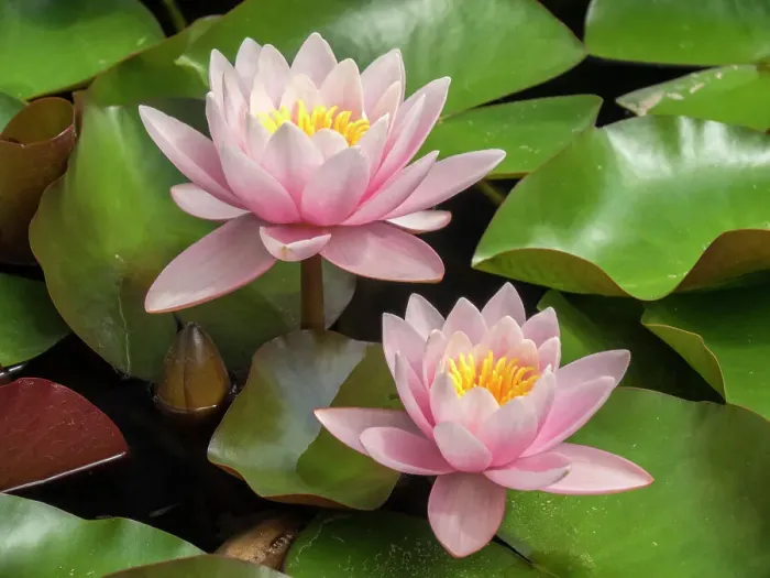 Framed Print : Portugal, Lisbon. Beautiful pink lily in a pond near the Jeronimos Monastery (Mosteiro dos Jeronimos)
