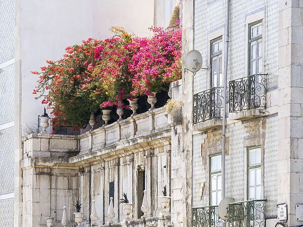 Portugal, Lisbon. Colorful Bougainvillea trailing over balcony of white building