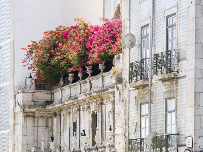 Framed Print : Portugal, Lisbon. Colorful Bougainvillea trailing over balcony of white building Framed Print : Portugal, Lisbon. Colorful Bougainvillea trailing over balcony of white building