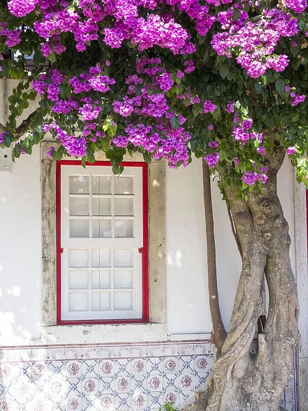 Portugal, Lisbon. Pink flowers of Bougainvillea plant and historical building next to