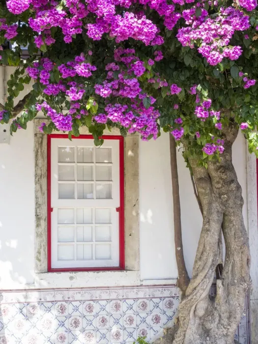 Framed Print : Portugal, Lisbon. Pink flowers of Bougainvillea plant and historical building next to Framed Print : Portugal, Lisbon. Pink flowers of Bougainvillea plant and historical building next to