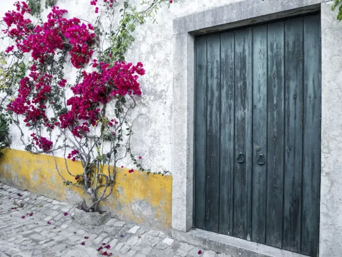Framed Print : Portugal, Obidos. Beautiful bougainvillea blooming in the town of Obidos, one of