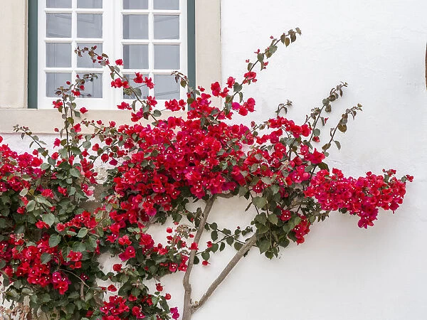 Portugal, Obidos. Beautiful red bougainvillea blooming against a white stone wall