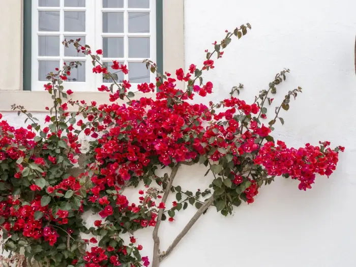 Framed Print : Portugal, Obidos. Beautiful red bougainvillea blooming against a white stone wall Framed Print : Portugal, Obidos. Beautiful red bougainvillea blooming against a white stone wall