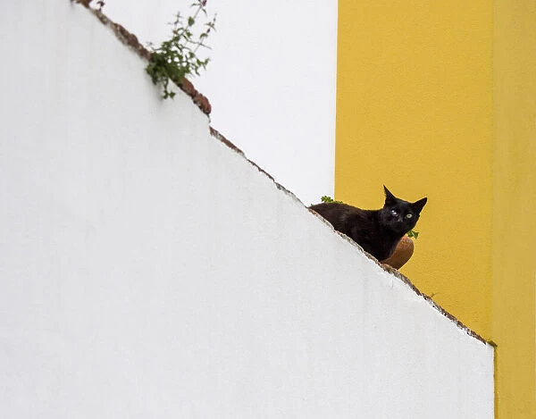 Portugal, Obidos. Black cat sitting on stairs