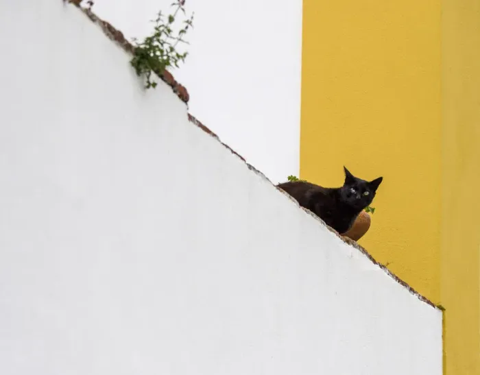 Framed Print : Portugal, Obidos. Black cat sitting on stairs
