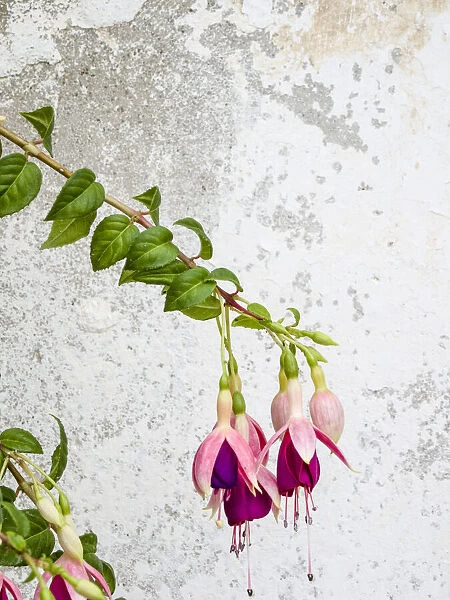 Portugal, Obidos. Colorful fuchsia hanging against an old white wall