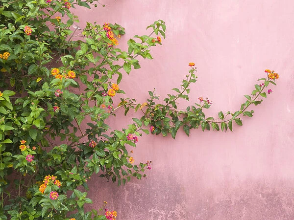 Portugal, Obidos. Colorful lantana vine growing against a pink wall